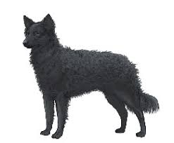 犬を家族に迎える前に